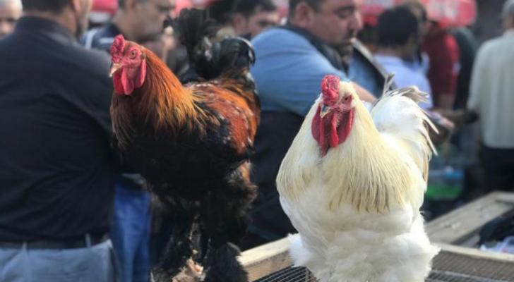 Bakıda 400 manata toyuq satılır - FOTO