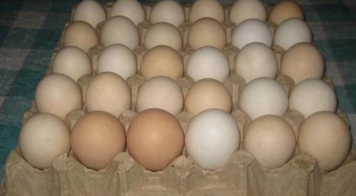 Kənd yumurtaları alarkən nələrə diqqət etmək lazımdır?