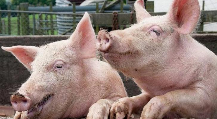 Azərbaycanda qoyunların sayı azalıb, donuzların sayı artıb - RƏQƏMLƏR