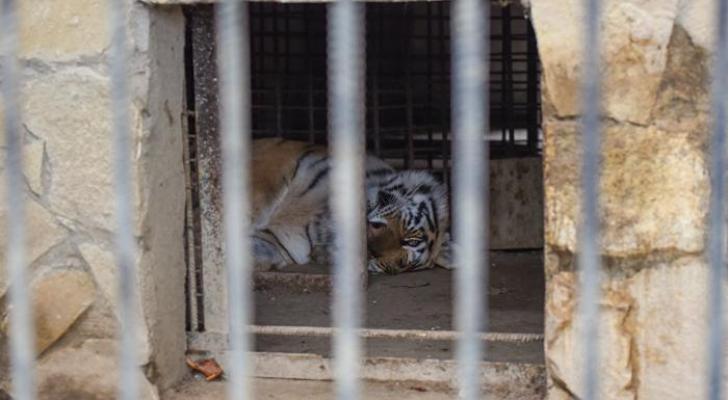 Bakı sakinlərinin çoxdan gözlədiyi XƏBƏR - Zooparkın açılış vaxtı bilindi