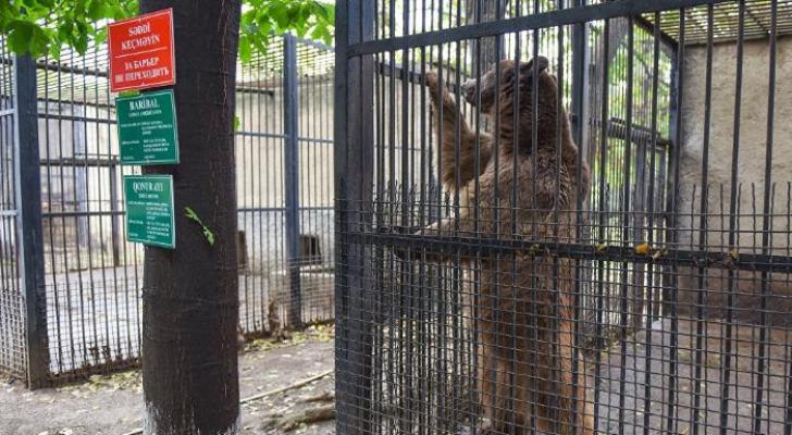 Zooparkdakı təmirə görə heyvanlar bu ərazidə saxlanılır - RƏSMİ AÇIQLAMA - FOTOLAR