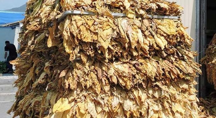 Azərbaycanda tütün istehsalı azalıb