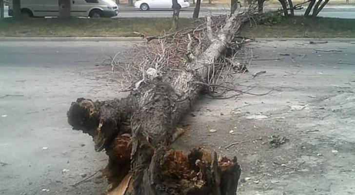 Güclü külək Bakıda ağacları aşırdı - FOTO