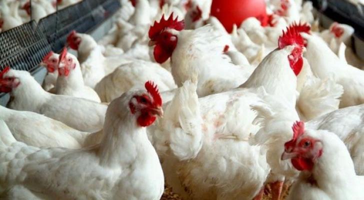 “Quş qripi” və koronavirus üzrə yüksək riskli məhsullar - SİYAHI