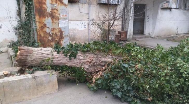 Bakıda güclü külək ağacları aşırdı - FOTO