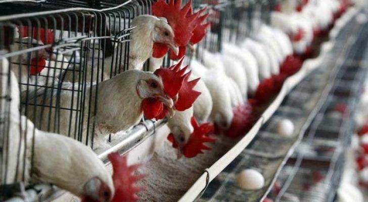 Ukraynanın bəzi ərazilərindən quşçuluq məhsullarının idxalına məhdudiyyət aradan qaldırıldı