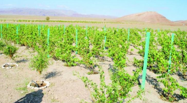 Sədərək rayonunda yeni üzüm bağı salınıb