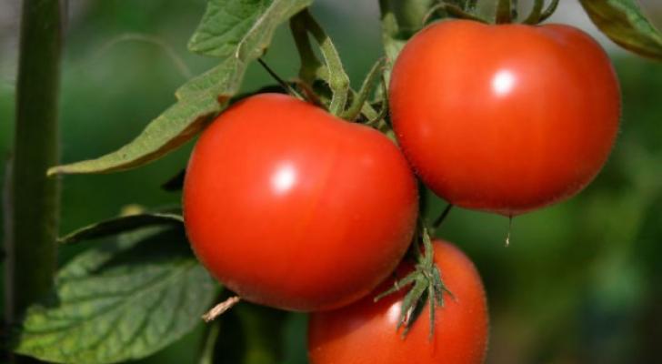 Azərbaycanda pomidor ucuzlaşıb