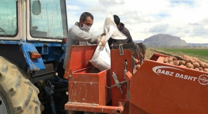 Naxçıvana xaricdən yerli şəraitə uyğun kartof toxumları gətirilib