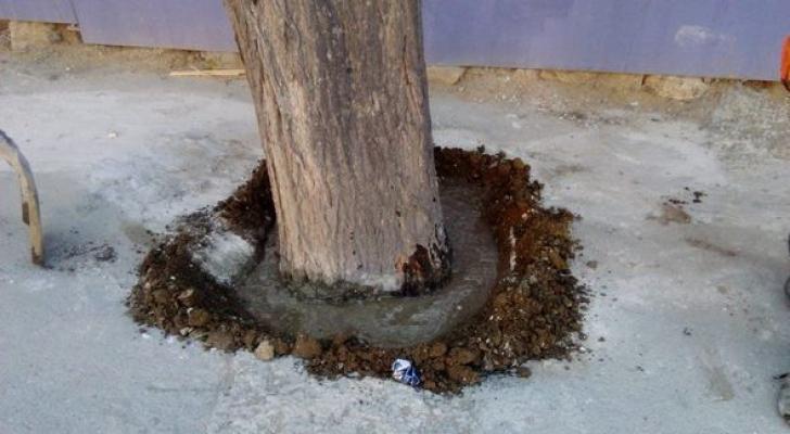 Bakıda ağacların dibini betonlayan şirkət cəzalandırıldı - FOTO