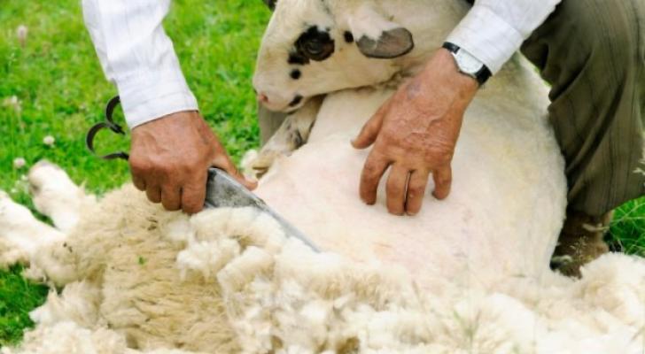 Saatlıda yun qırxımı – indiyədək 53 tondan çox yun istehsal olunub