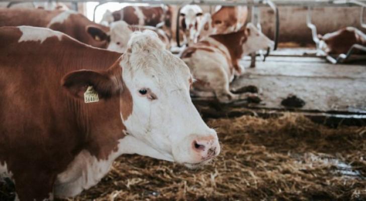 Bu rayonda 1326 ton ət, 9087 ton süd, 3018 min ədəd yumurta istehsal olunub