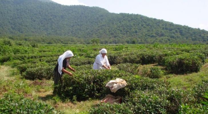 Zaqatalanın çay plantasiyalarında mövsümün ilk məhsulu yığılır