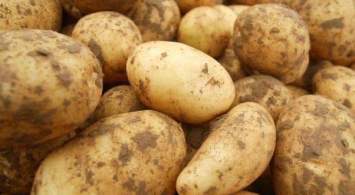 Azərbaycanda kartof istehsalı 7%-dən çox artıb