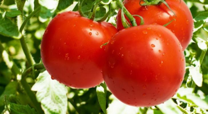 Azərbaycan birinci rübdə pomidor ixracını - 53% ARTIRIB