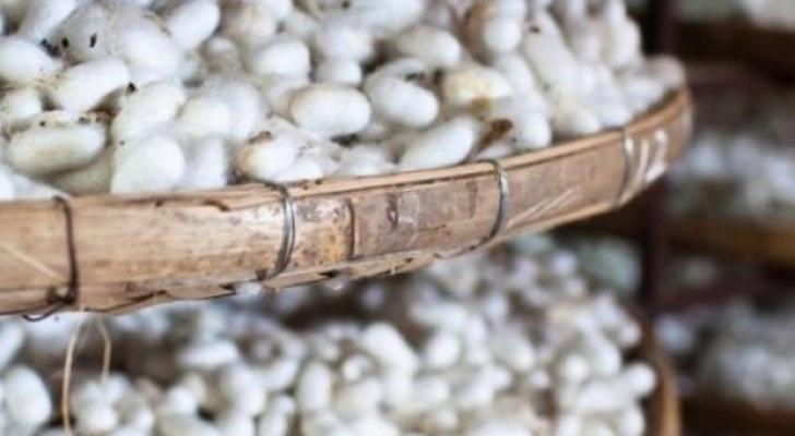 Hacıqabulda bu günə kimi 312 kiloqram barama istehsal olunub
