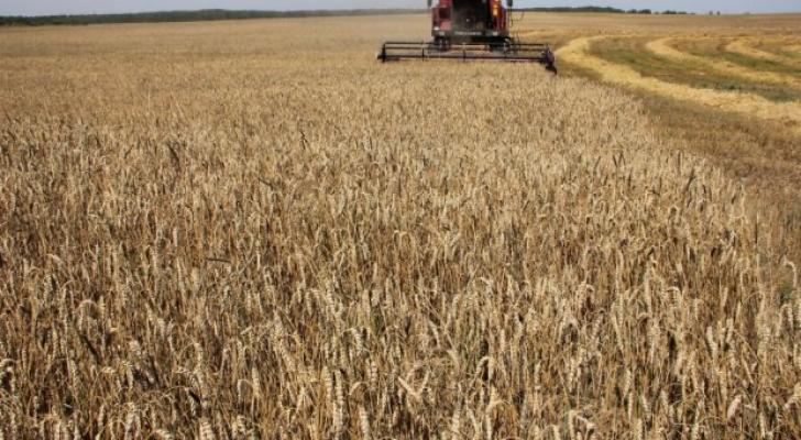 Füzulidə bu günədək 104 min 221 ton taxıl tədarük olunub