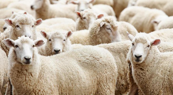 Qurban bayramı ilə əlaqədar əhaliyə MÜRACİƏT