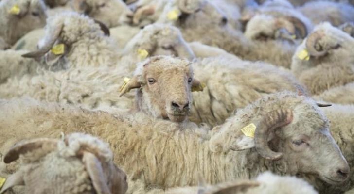 Bakıda Qurban bayramı yarmarkası keçiriləcək