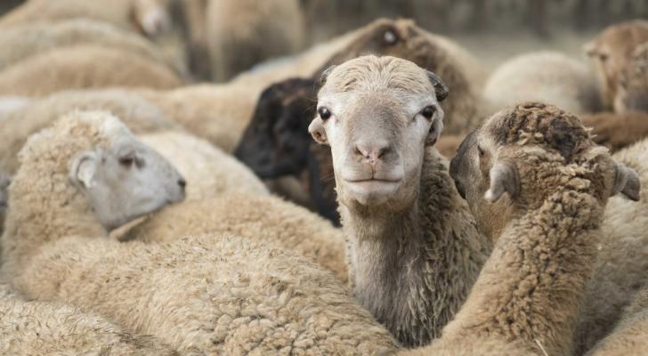 Qurban bayramı ilə əlaqədar onlayn satış məntəqəsi təşkil olunacaq