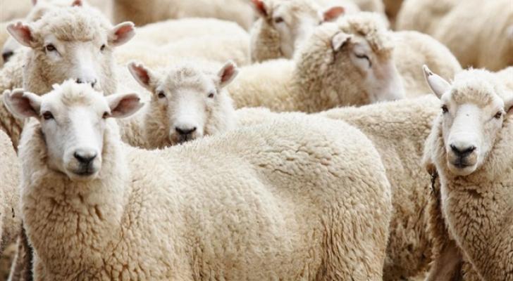 Azərbaycanda Qurban bayramı qeyd olunur