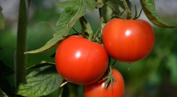 Rusiyanın pomidor qadağasına necə cavab verməli - iqtisadçılar danışdı