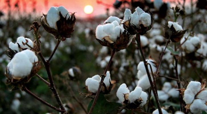 Azərbaycanda növbəti 4 ildə 1,330 mln. tondan çox pambıq yığılacaq - PROQNOZ