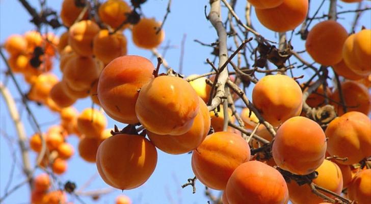 Ötən il Balakənin xurma bağlarından 15 min tondan çox məhsul yığılıb