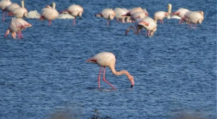 Sabah milli parklara giriş pulsuz olacaq - FOTO
