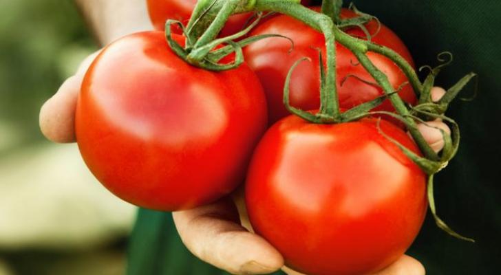 Azərbaycandan Rusiyaya ixrac edilən pomidor geri qaytarılıb