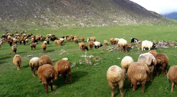 Diri heyvan idxalı iki dəfədən çox azalıb