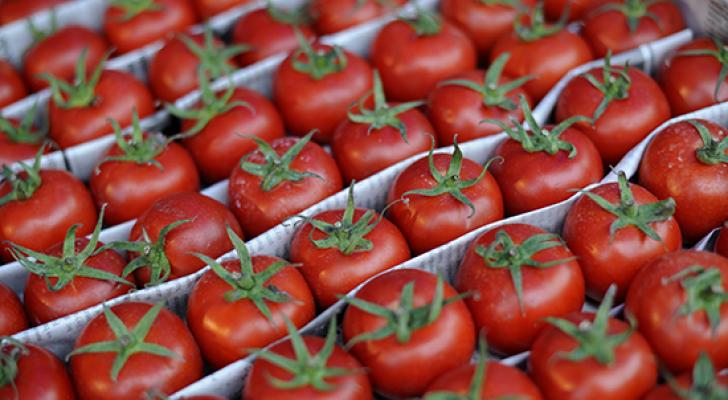 Daha 7 sahibkarlıq subyekti Rusiyaya pomidor ixrac edəcək