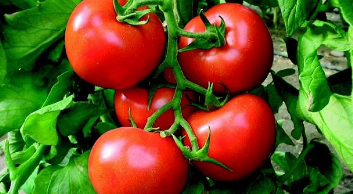 Çəkisi 400 qram olan yeni pomidor sortu yaradıldı