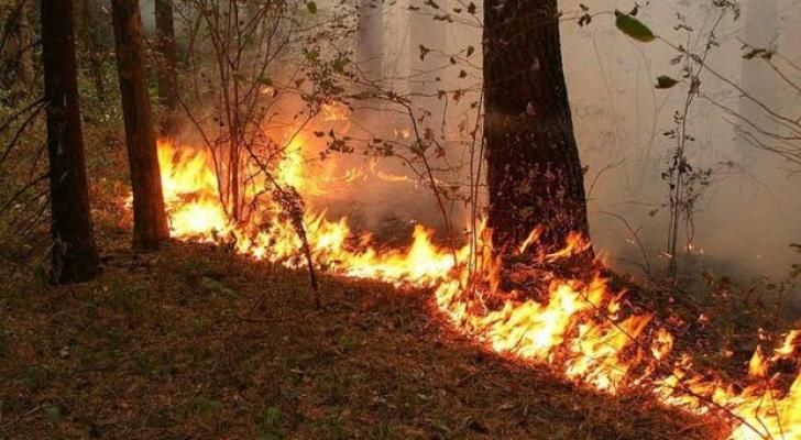 Bakıda çox sayda şam ağacı yanaraq məhv oldu