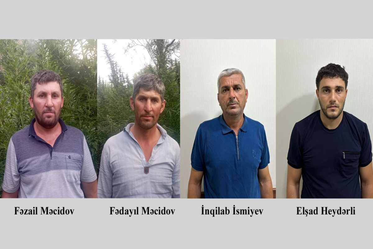 Fermada çətənə kolları yetişdirən dörd nəfər saxlanılıb