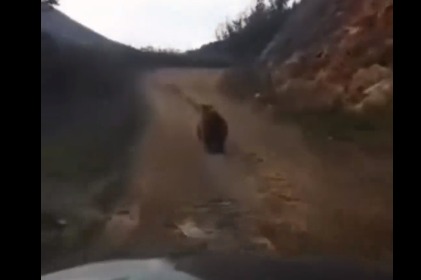 Laçında ayını avtomobillə qovdular, tənqid olundular - VİDEO