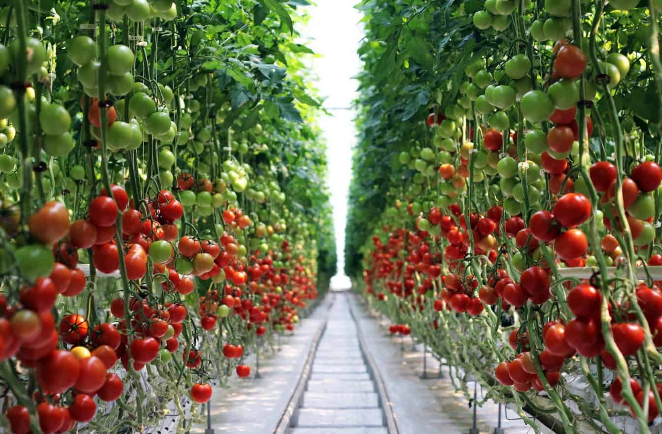 Məşhur pomidor istehsalı müəssisəsinin səhmdarlarından biri payını geri götürüb