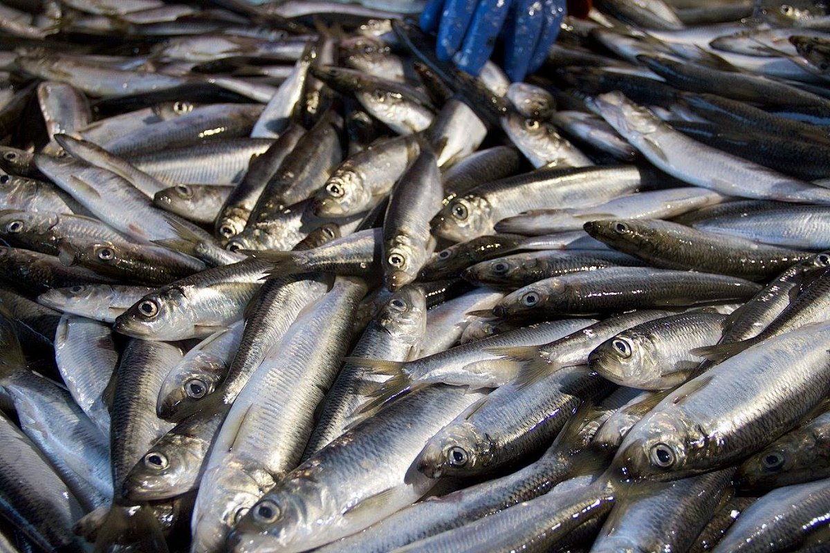 Azərbaycanın balıq ixracı 63 % artıb