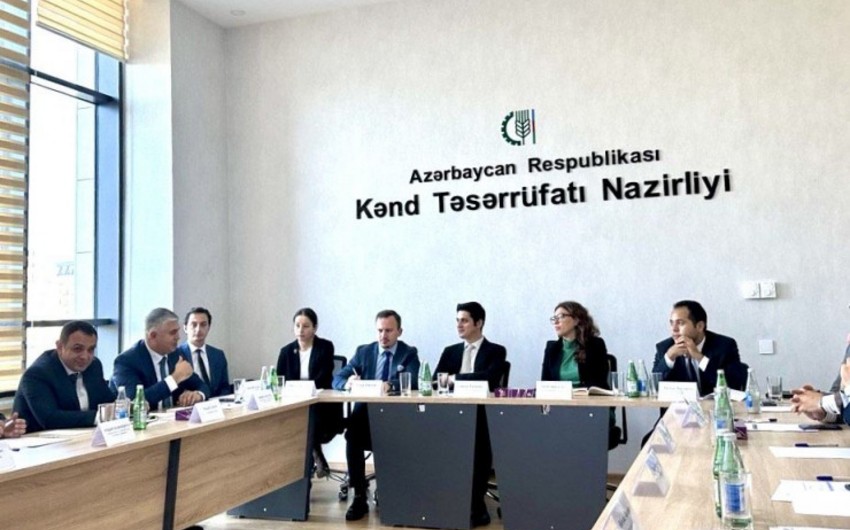 Azərbaycan aqrar məhsulların ixracında THY-nin xidmətindən yararlana bilər