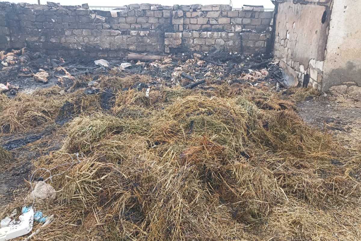 Goranboyda ferma yandırılıb, 230 baş heyvan tələf olub - FOTO