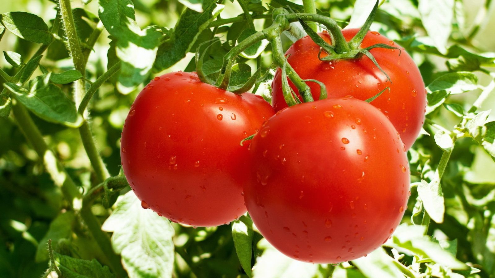 Ölkənin pomidor ixracından gəliri 10 milyon dollaradək azalıb