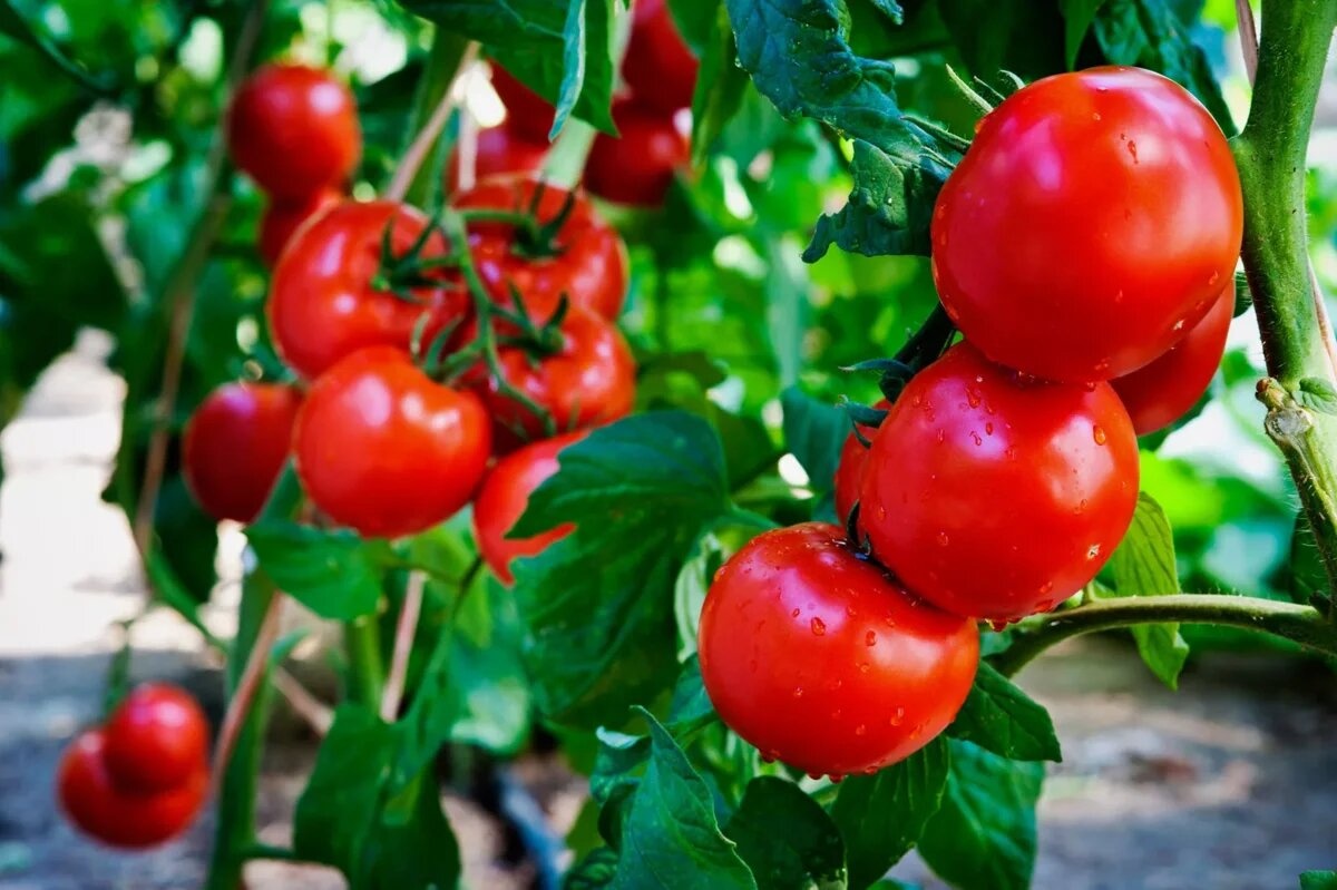 Azərbaycan 45 milyon dollarlıq pomidor satdı