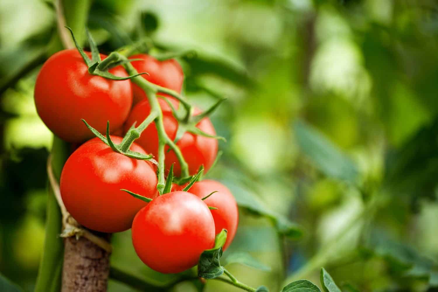 Azərbaycanın pomidor satışından gəliri 17 milyon dollar artıb