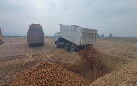 Belarusdan gətirilən 41 ton kartof yararsız çıxdı